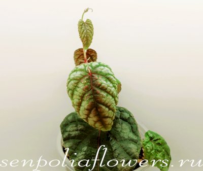 Циссус разноцветный Cissus Discolor